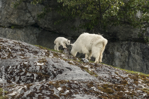 Mountain goat nanny and kid