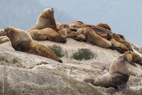 Steller's sea lions resting