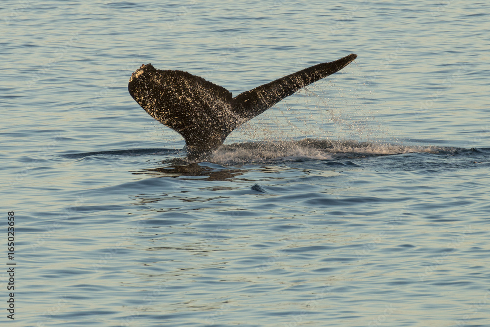 Fototapeta premium Humpback Whale fluke in Southeast Alaska