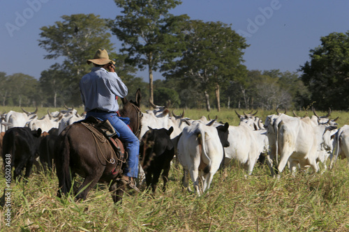 Fazenda de gado © Cesar Machado