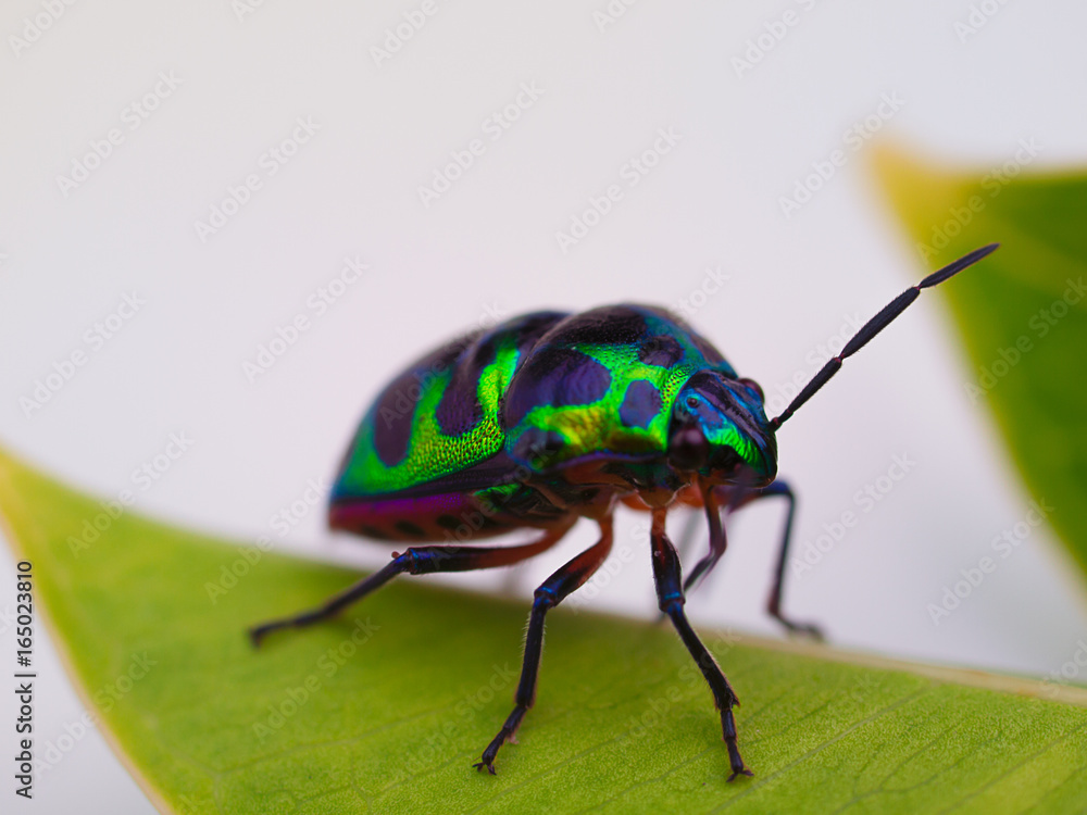 Naklejka premium Rainbow shield bug , Insects..