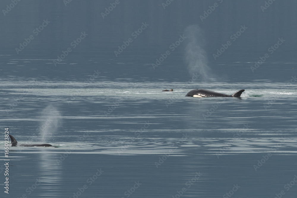 Orca harassing a sea otter in Glacier Bay National Park, Alaska Orca harassing a sea otter in Glacier Bay National Park, Alaska