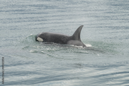 Orca in Glacier Bay National Park, Alaska © mtnmichelle