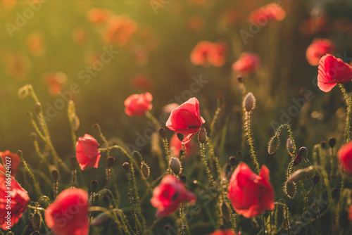 Background. Red, wild poppies in the field