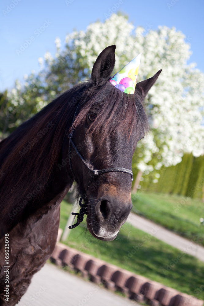 Naklejka premium Party Horse, funny horse celebrate his birthday