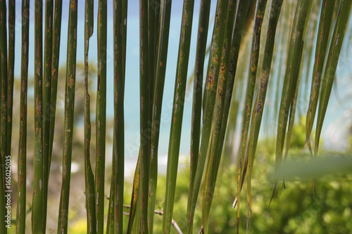 Mer derrière les palmes photo