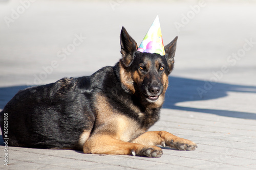 Hund Geburtstag