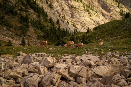 Cascade Mountain, Banff
