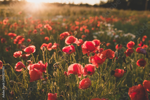 Background. Red, wild poppies in the field