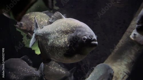 Red bellied piranha