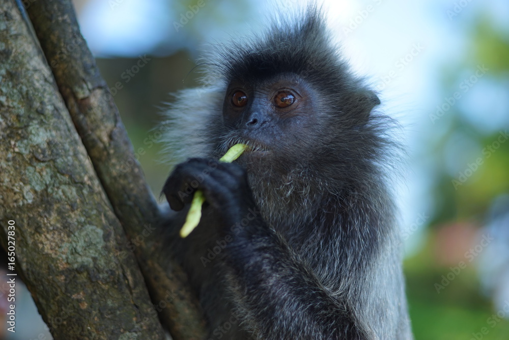 Silvere-leaf monkey eating long beans Silvere-leaf monkey eating long beans