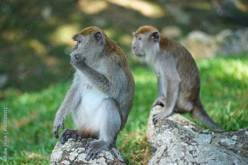 Three of macaque monkey relaxing on the stone. two of them on the blur effected