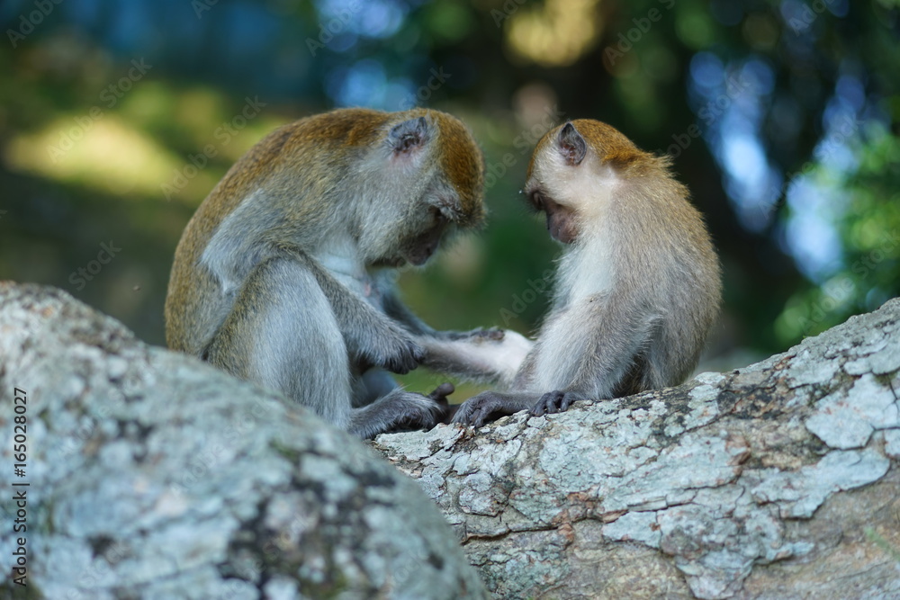 Naklejka premium Mother of the macaque monkey checking her son leg