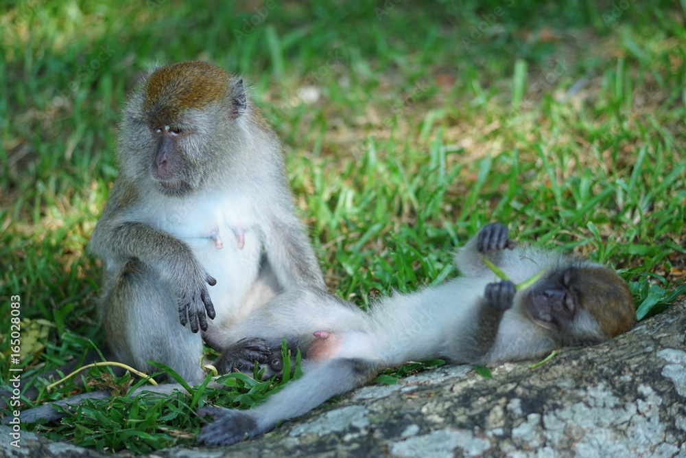 Fototapeta premium Mother of the macaque monkey take care of her son in blur motion