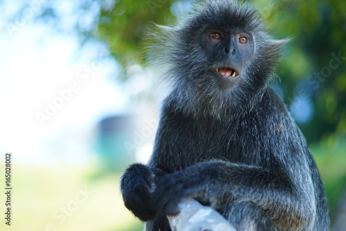 The potrait of Silvered-leaf monkey © mohdnasrullah