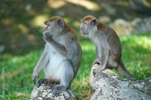 Three of macaque monkey relaxing on the stone. two of them on the blur effected