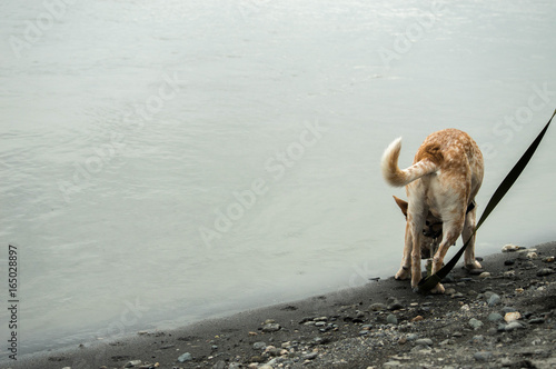 Fototapeta Naklejka Na Ścianę i Meble -  Water Dog