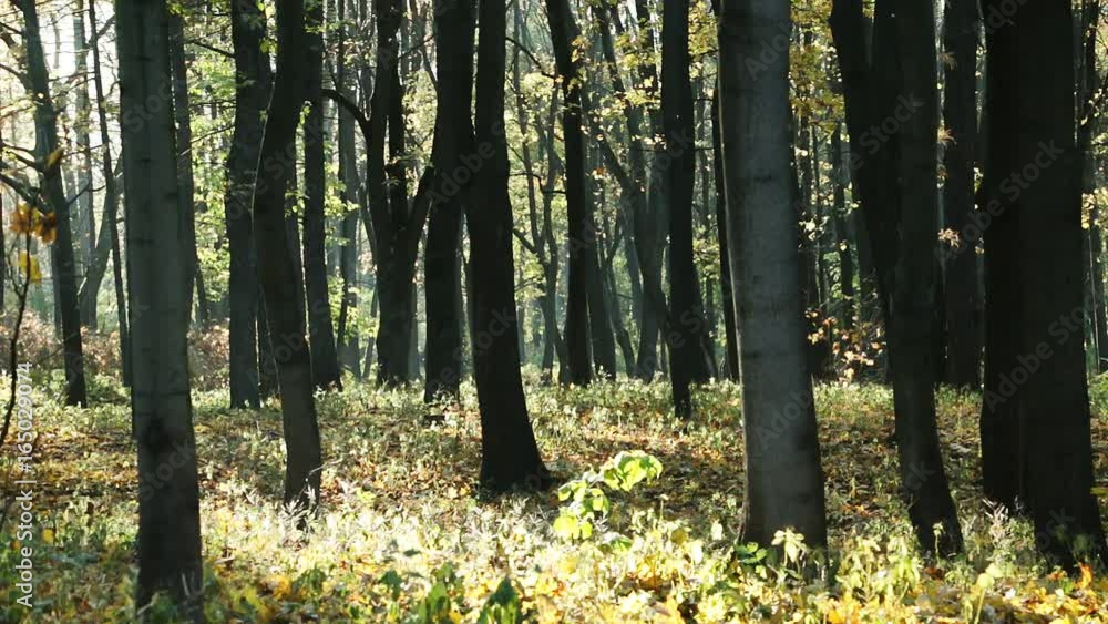 Fall of the leaves in the autumn forest on sunny day. Selective focus. Camera locked down. Fall of the leaves in the autumn forest on sunny day. Selective focus. Camera locked down.