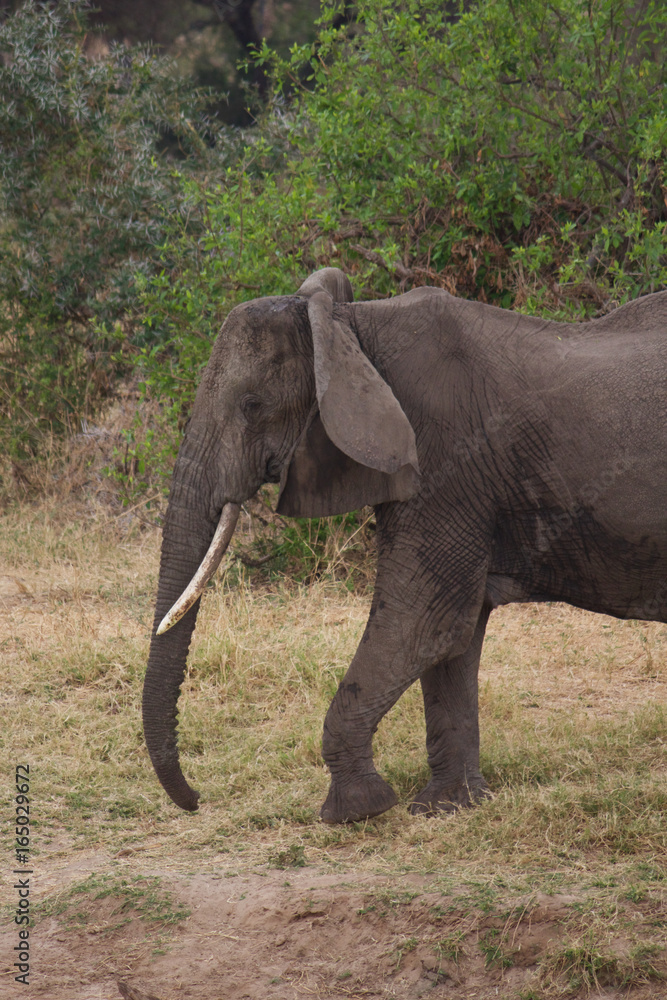 An Old Elephant Walking Along the Tarangire River