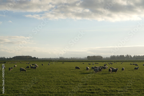 Herd of sheep in the meadow with beautiful landscape background