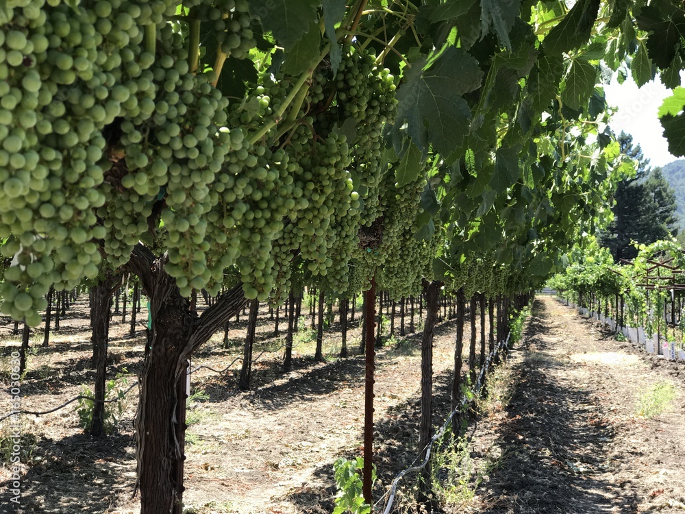 grape wine vines
