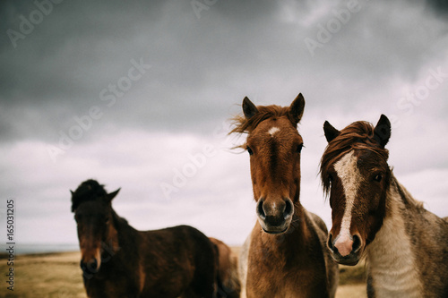 icelandic ponies