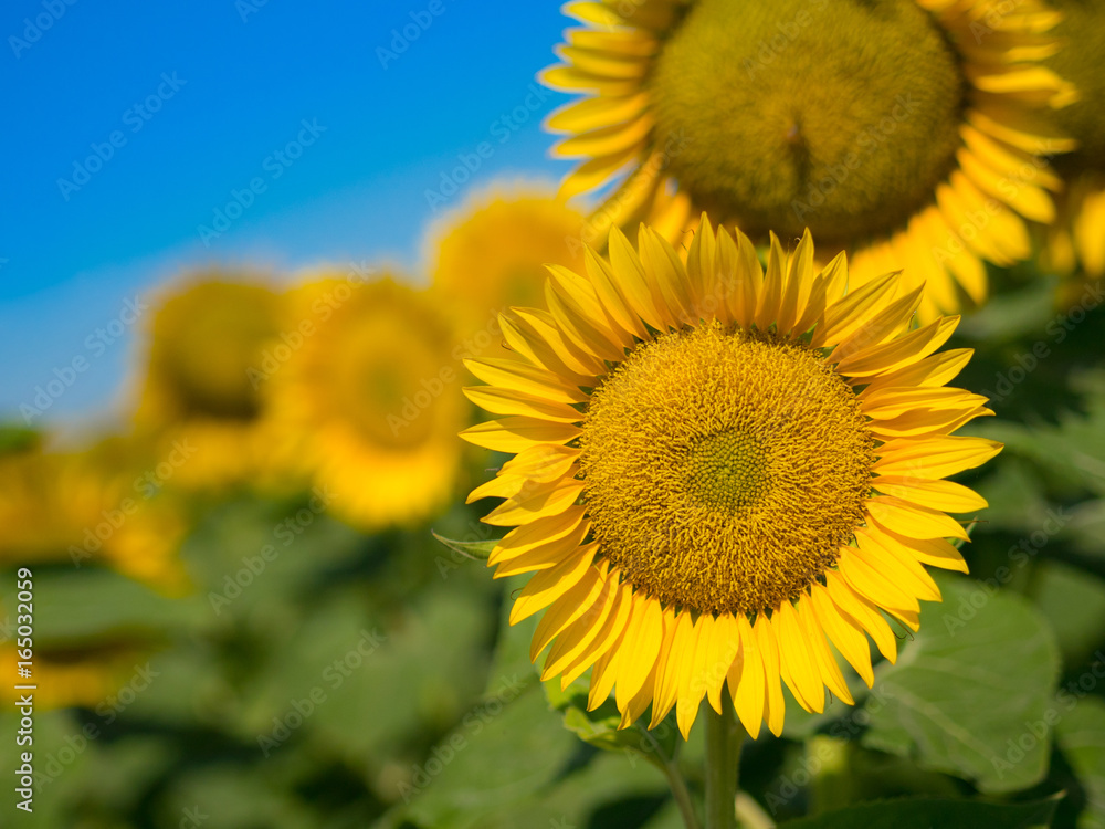 Obraz premium Bee on sunflower
