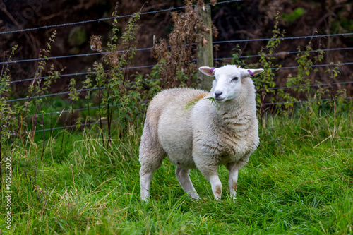Sheep in Scotland