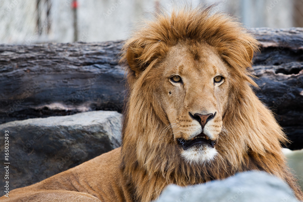Obraz premium Lion at the West Coast Game Park Safari, Bandon, Oregon