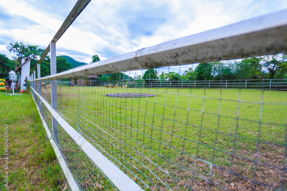 Fototapeta premium Sheep cage
