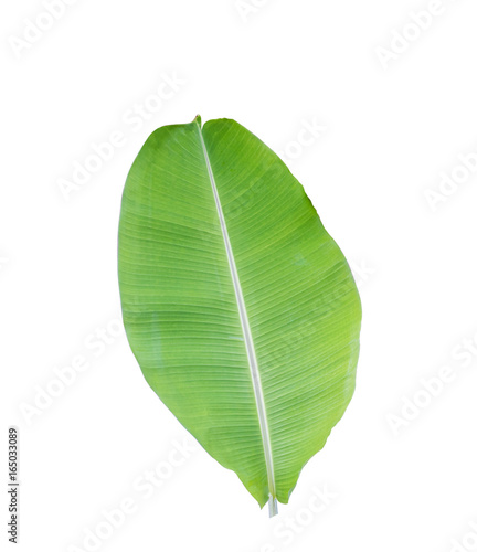 Green banana leaf isolate on a white background with clipping path.