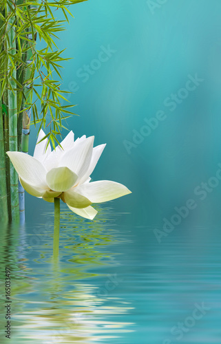 fleur de lotus et bambou 
