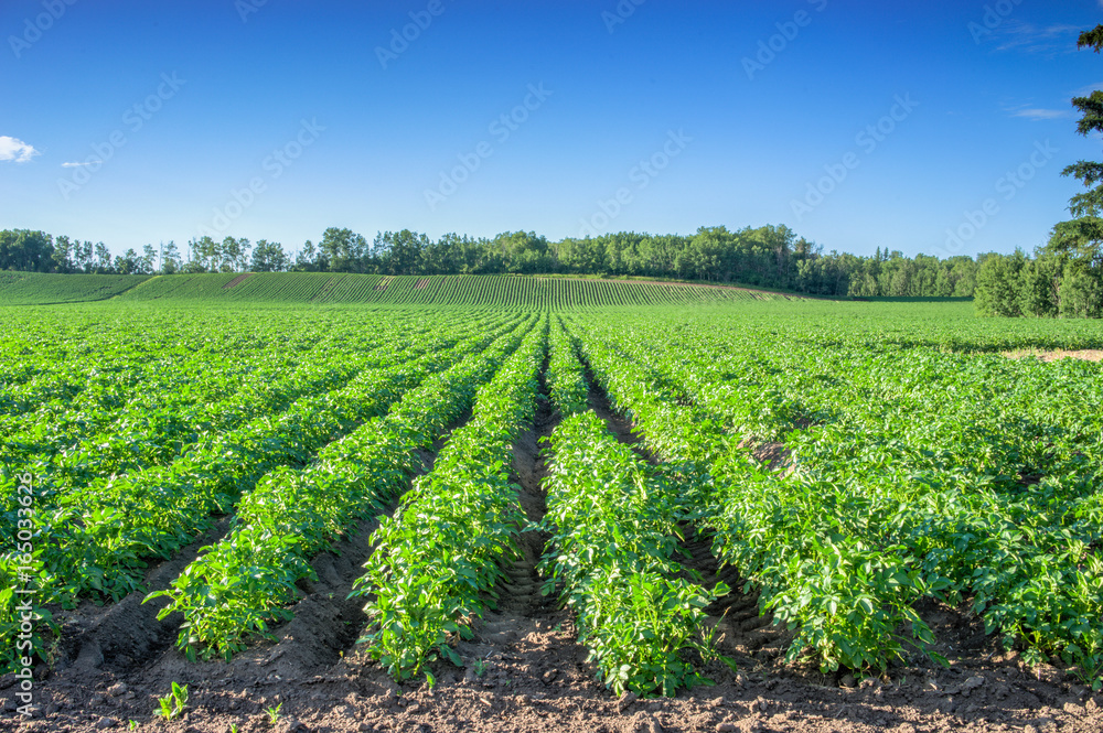 Potato field, Alberta
