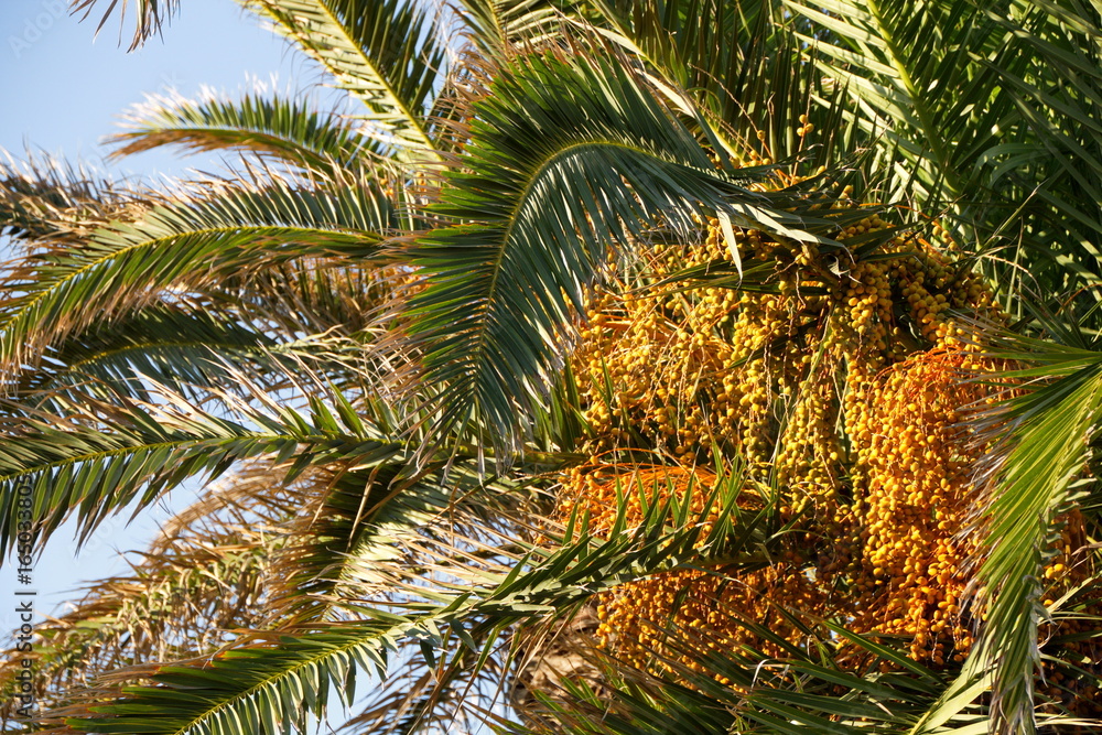 Fototapeta premium финиковая пальма на фоне неба крупным планом