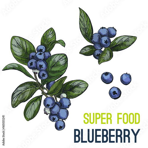 Full color super food hand drawn sketch 