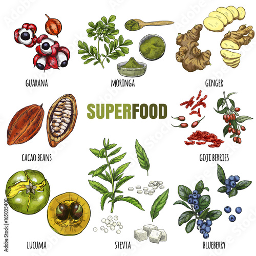 Superfood set. Full color realistic sketch