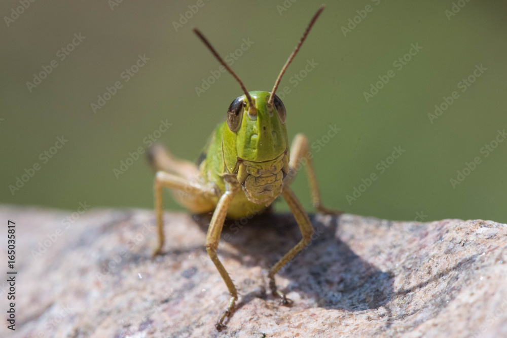Grasshopper green sitting on a rock Grasshopper green sitting on a rock