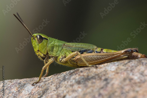 Grasshopper green sitting on a rock