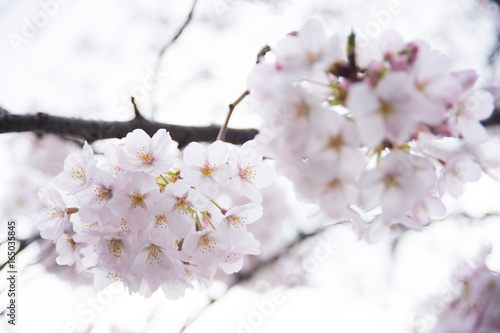 満開の桜 © akira_photo