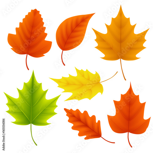 Fall leaves vector set for autumn season and seasonal elements with maple and oak leaf in different colors isolated in white background. Vector illustration.
