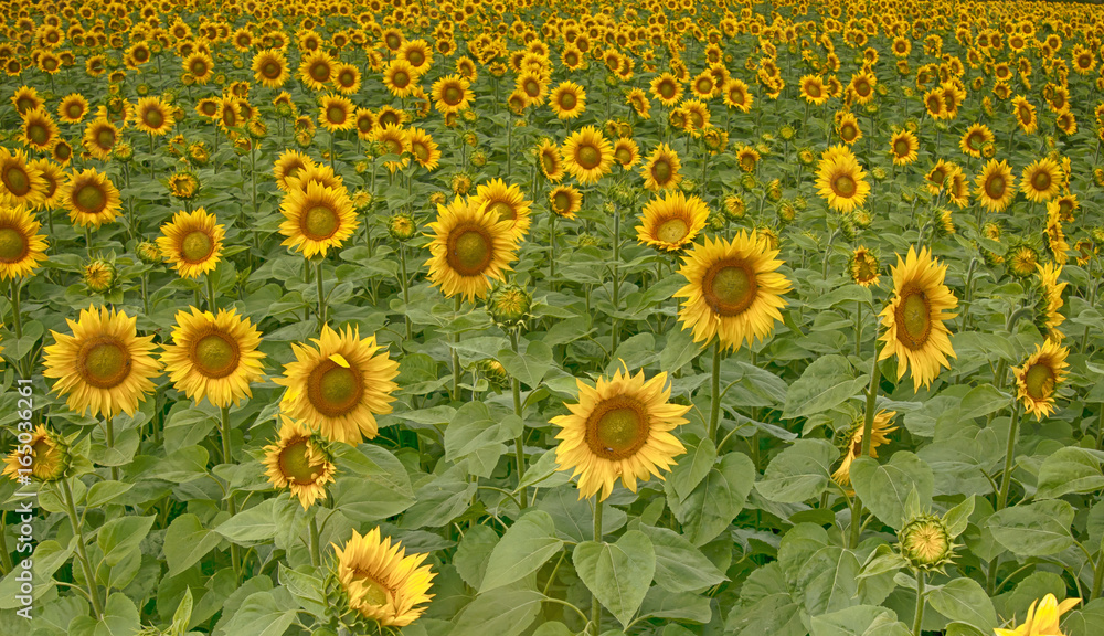 sunflowers sunflowers
