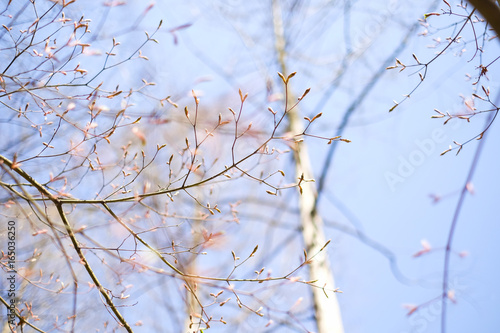 blossom soft focus