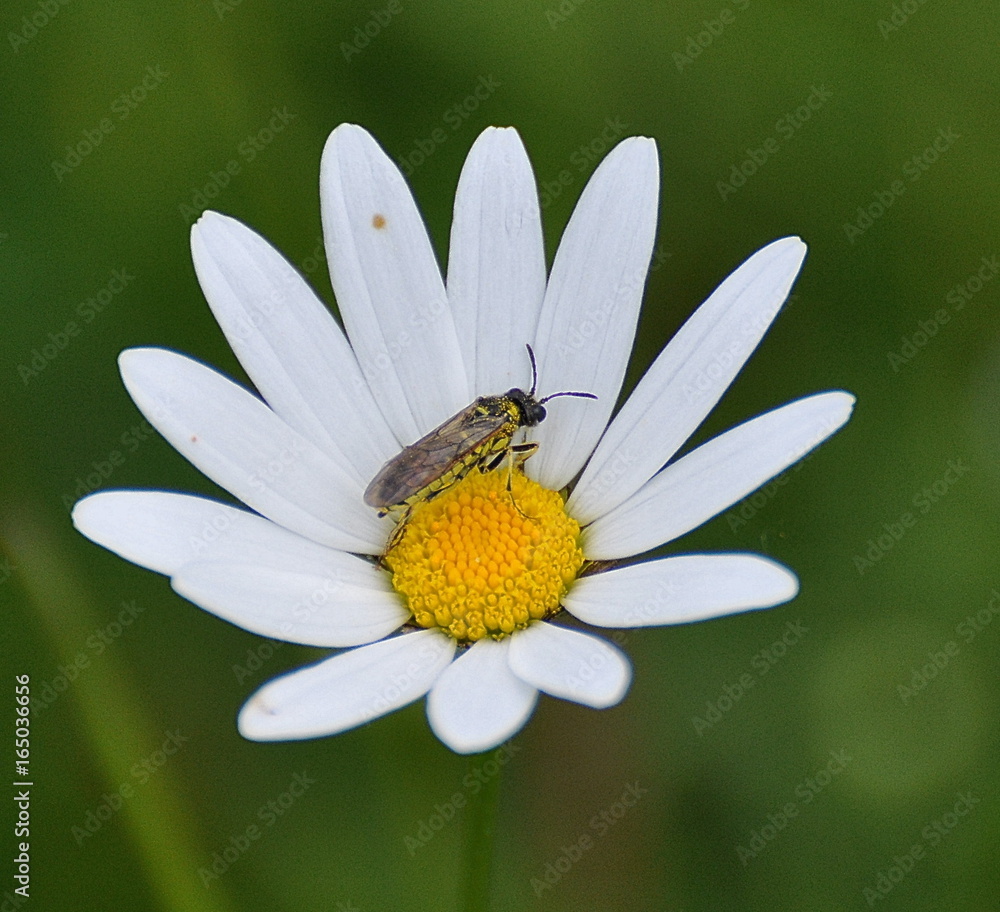 Fototapeta premium Margerite