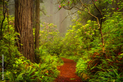 Dekoracja na wymiar  redwoods-and-rhododendrons-along-the-damnation-creek-trail-in-del-norte-coast-redwoods-state-park-california-usa