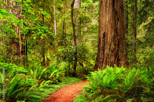 A trail through the Redwood forest in Jedediah Smith Redwood State Park, California, USA © Tom Nevesely