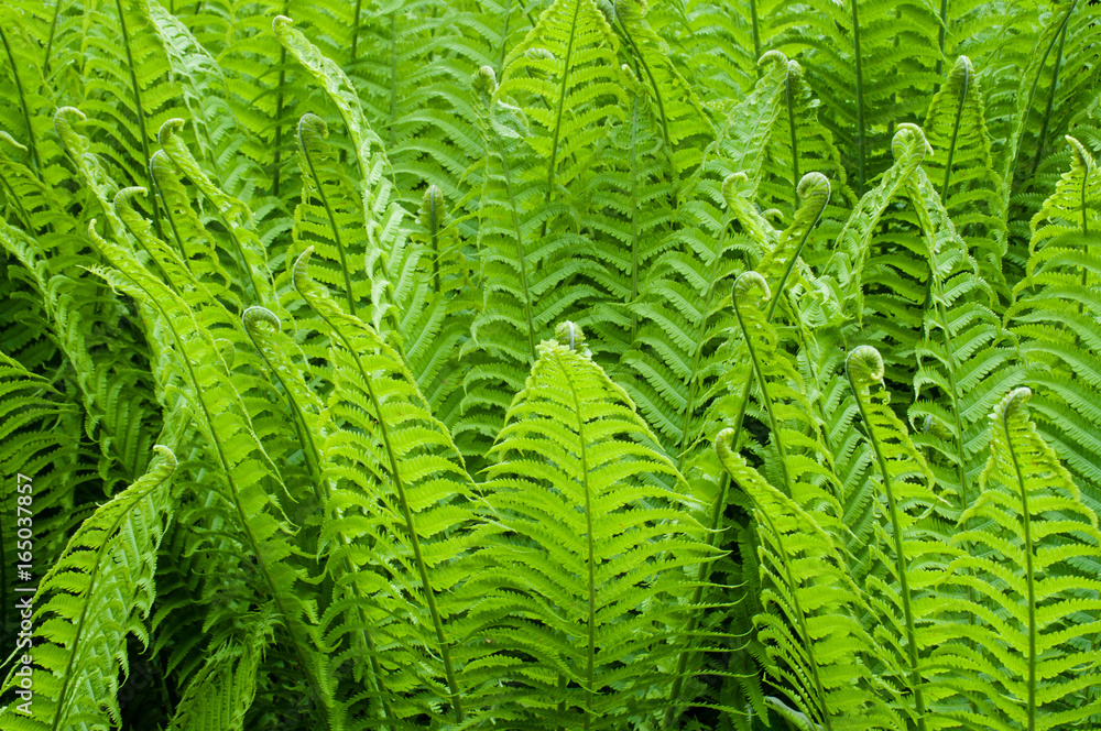 Light green fern bush fill background, fractal leaves in rain forest Light green fern bush fill background, fractal leaves in rain forest