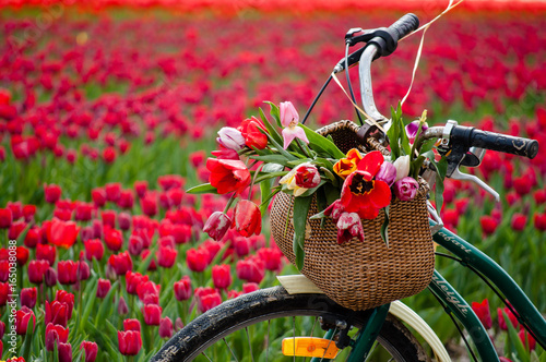 Bicycle with weaved basket and tulip flowers in it on a tulip field background, closeup