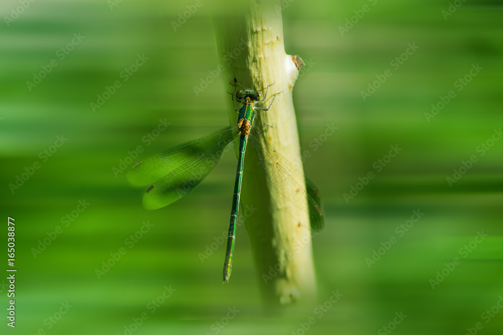 Summer landscape. The small green insect sitting dragonfly branch light background blur Summer landscape. The small green insect sitting dragonfly branch light background blur