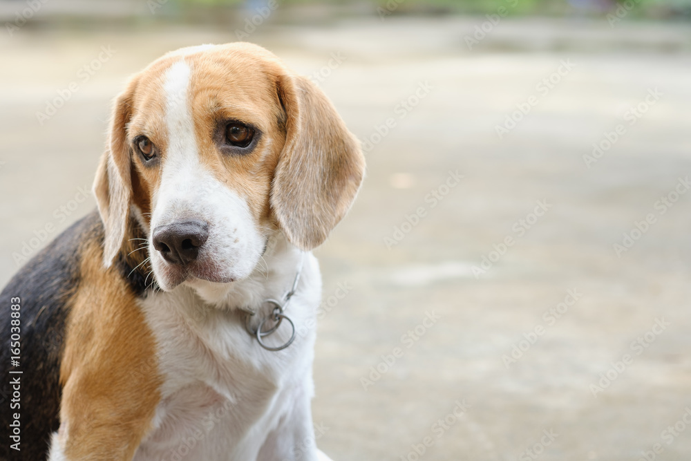 beagle dog portrait is facing to the side on concrete floor beagle dog portrait is facing to the side on concrete floor