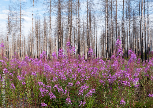 Burnt forest after a big forest fire in Sweden with wildflower in the front